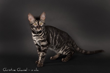 bengal brown charcoal